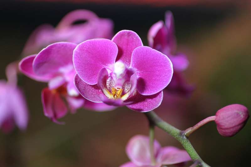 FH_FG_0052(orchidee).jpg